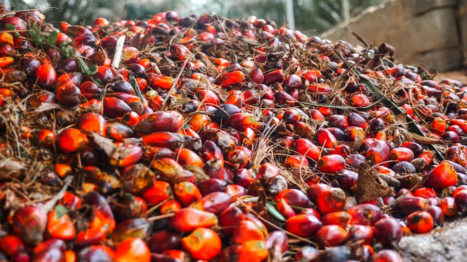 Palm Fruit