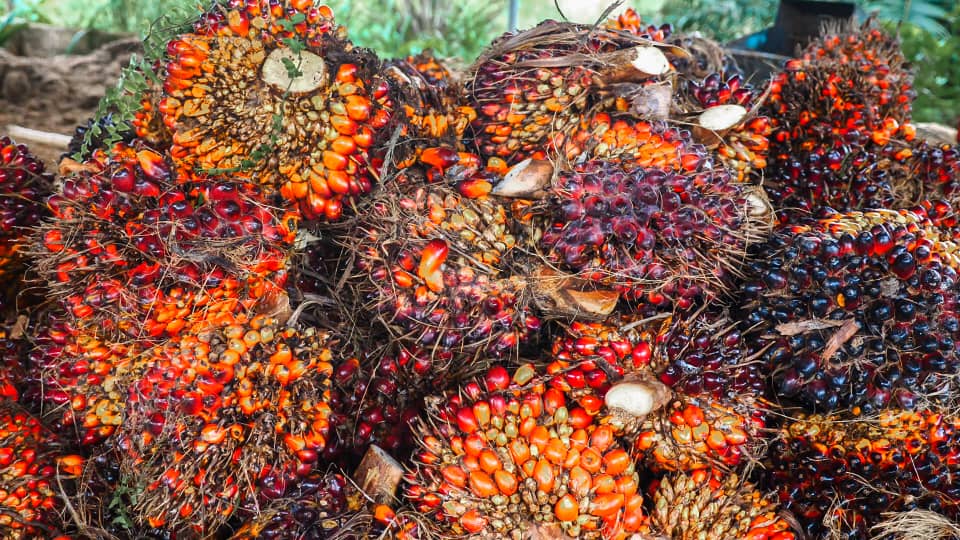 Palm Fruit Bunch