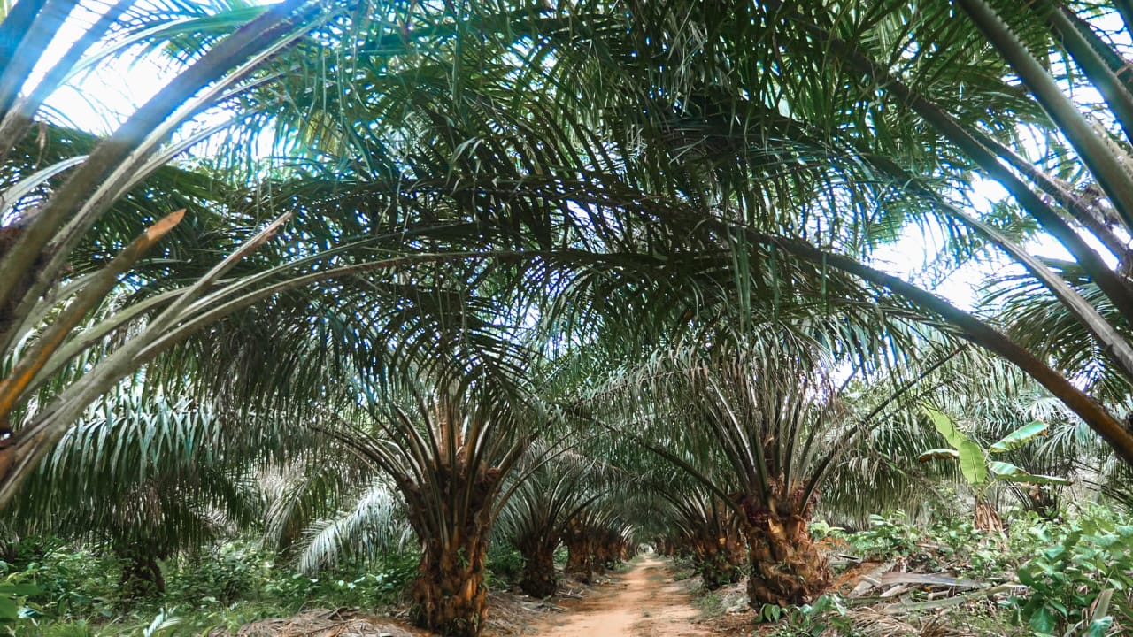 Palm Fruit